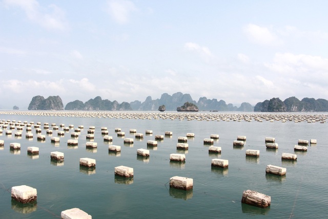 Quảng Ninh: Vân Đồn tung chiêu giúp ngư dân tìm đầu ra cho sản phẩm - 1