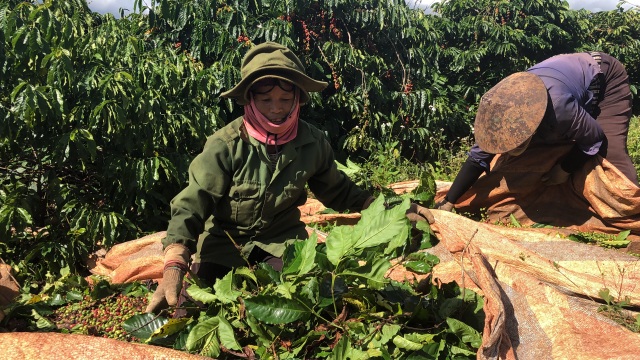 Gia Lai: Nông dân tất bật vào vụ thu hoạch cà phê - 1