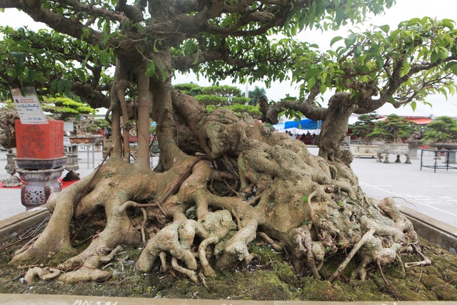 Chiêm ngưỡng bộ sanh cổ hơn 10 tỷ đồng, đại gia hỏi mua nhưng không bán - 6 Chiêm ngưỡng bộ sanh cổ hơn 10 tỷ đồng, đại gia hỏi mua nhưng không bán - 6