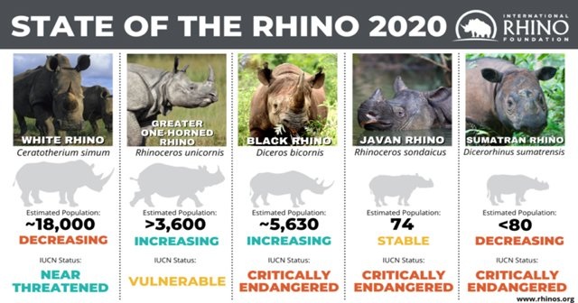 Những con số đáng báo động về nạn săn bắn và buôn lậu tê giác - 3
