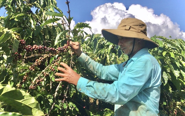 Gia Lai: Nông dân tất bật vào vụ thu hoạch cà phê - 5