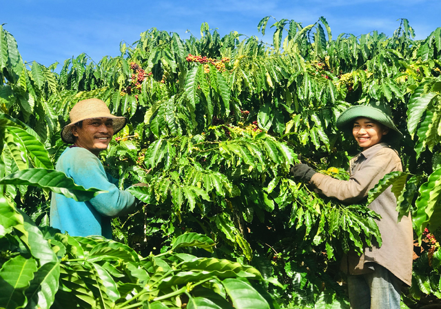 Gia Lai: Nông dân tất bật vào vụ thu hoạch cà phê - 8