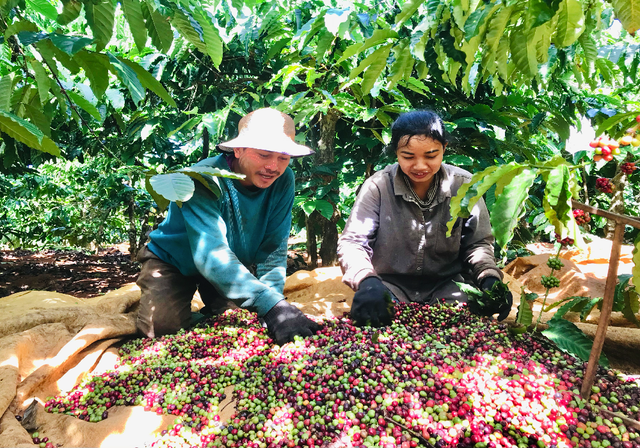 Gia Lai: Nông dân tất bật vào vụ thu hoạch cà phê - 2