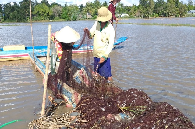 Sóc Trăng: Thu tiền triệu từ nghề nuôi cá mùa nước nổi ở vùng trũng - 1