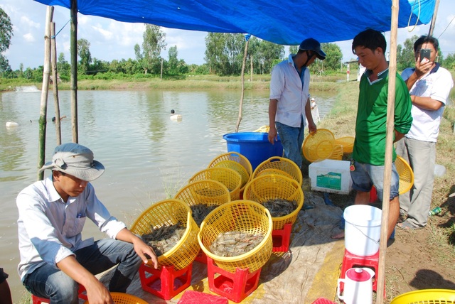 Năm 2020, ngành nuôi tôm nước lợ Sóc Trăng trúng mánh - 1 Năm 2020, ngành nuôi tôm nước lợ Sóc Trăng trúng mánh - 1