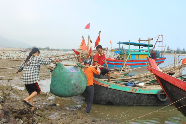 Hà Tĩnh: Mùa cá cháo bãi ngang những ngày cuối năm 2020 - 18 Hà Tĩnh: Mùa cá cháo bãi ngang những ngày cuối năm 2020 - 18