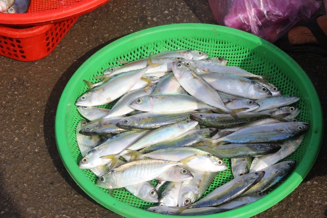 Hà Tĩnh: Mùa cá cháo bãi ngang những ngày cuối năm 2020 - 12 Hà Tĩnh: Mùa cá cháo bãi ngang những ngày cuối năm 2020 - 12