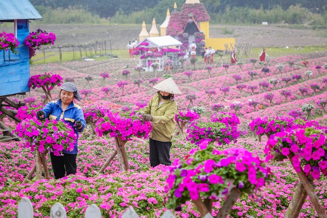 Đồi hoa ngọc thảo hồng đẹp như tranh vẽ tại Hà Nội - 2 Đồi hoa ngọc thảo hồng đẹp như tranh vẽ tại Hà Nội - 2