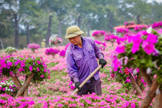 The picturesque rosewood flower hill in Hanoi - 4