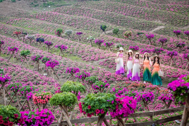 Đồi hoa ngọc thảo hồng đẹp như tranh vẽ tại Hà Nội - 13