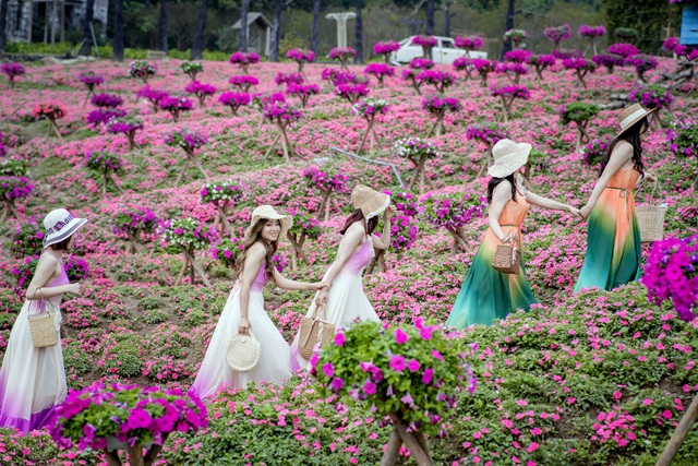 The picturesque rosewood flower hill in Hanoi - 1