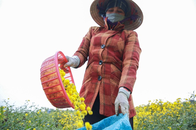 Làng Nghĩa Trai vàng óng vào mùa thu hoạch hoa cúc tiến vua - 8 Làng Nghĩa Trai vàng óng vào mùa thu hoạch hoa cúc tiến vua - 8