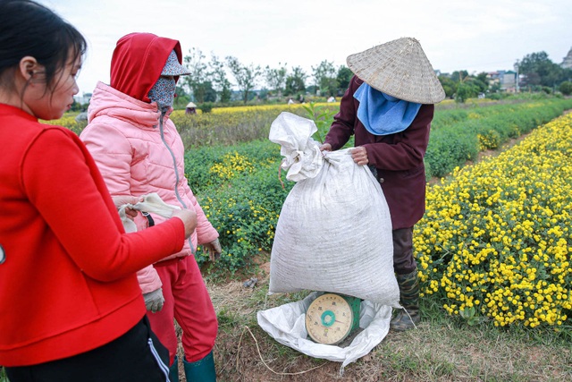 Làng Nghĩa Trai vàng óng vào mùa thu hoạch hoa cúc tiến vua - 11 Làng Nghĩa Trai vàng óng vào mùa thu hoạch hoa cúc tiến vua - 11