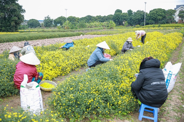 Làng Nghĩa Trai vàng óng vào mùa thu hoạch hoa cúc tiến vua - 10 Làng Nghĩa Trai vàng óng vào mùa thu hoạch hoa cúc tiến vua - 10
