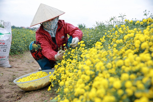 Làng Nghĩa Trai vàng óng vào mùa thu hoạch hoa cúc tiến vua - 9 Làng Nghĩa Trai vàng óng vào mùa thu hoạch hoa cúc tiến vua - 9