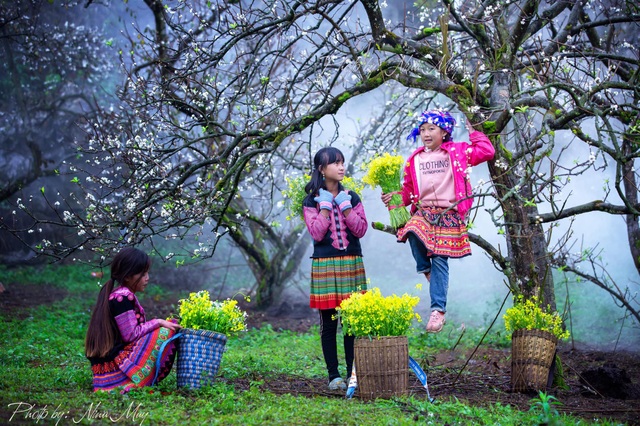 4 points are considered Moc Chau's white paradise in the plum blossom season - 2