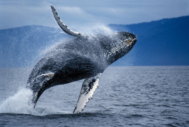 Đâu là eo biển bị gắn mác khu vực tử thần với loài cá voi? - 1