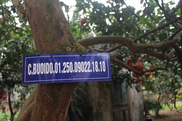 A 60-year-old red grapefruit in Hanoi wears a code, every year 400 truncated fruit - 1