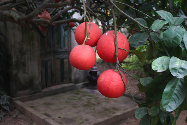 A 60-year-old red pomelo man in Hanoi wears a code, every year, 400 chubby fruits - 2