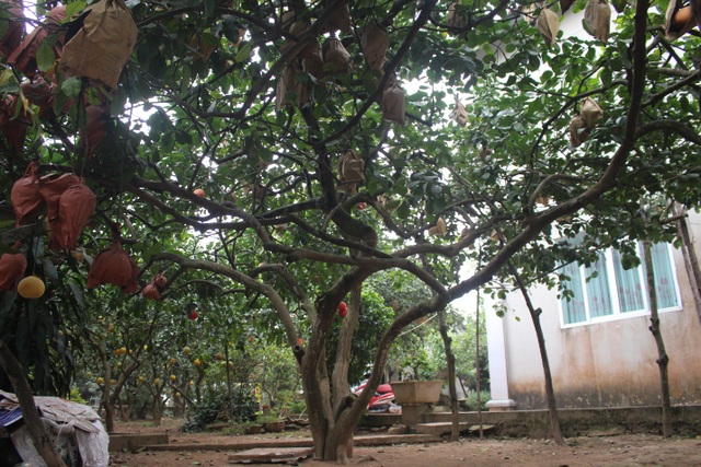 A 60-year-old red grapefruit in Hanoi wears a code, each year producing 400 pheasant fruit - 3