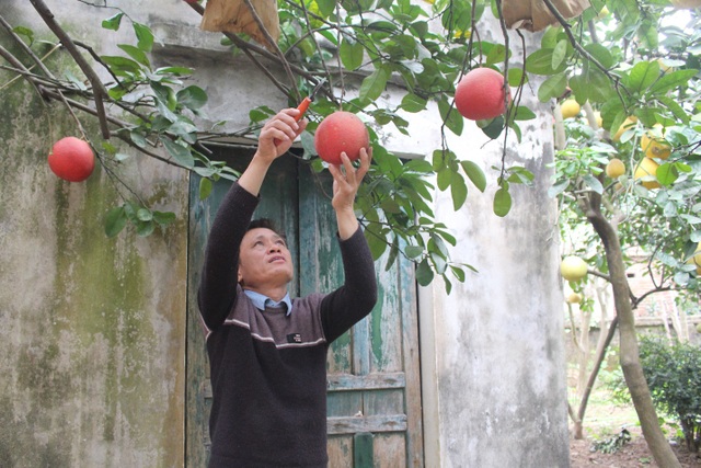 A 60-year-old red grapefruit in Hanoi wears a code, each year producing 400 phyla - 4
