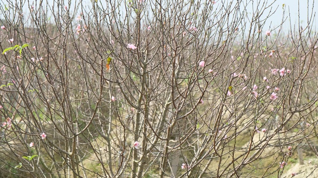 Chưa đến Tết Dương lịch, nhiều vườn đào đã bung nở - 8 Chưa đến Tết Dương lịch, nhiều vườn đào đã bung nở - 8