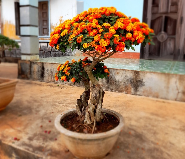 Nông dân biến cây hoa dại thành bonsai ngũ sắc tiền triệu - 4