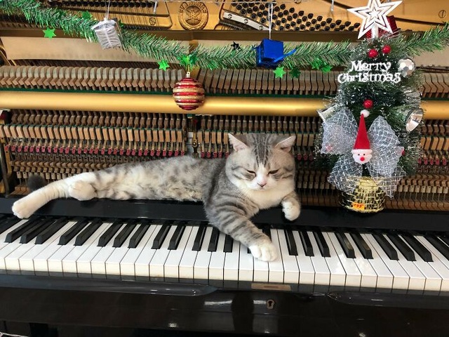 Nghệ sĩ piano người Việt gây sốt với loạt clip mèo lười nghe nhạc - 2 Nghệ sĩ piano người Việt gây sốt với loạt clip mèo lười nghe nhạc - 2