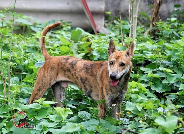 Chiêm ngưỡng 3 chú chó Phú Quốc độc nhất Việt Nam có tổng giá trị gần 1 tỷ đồng - 7