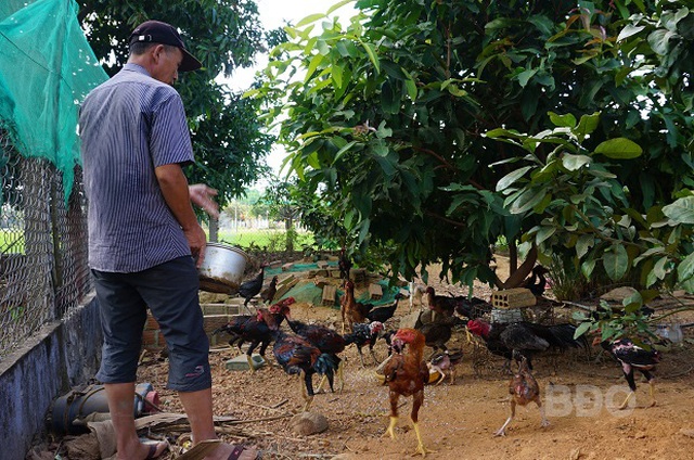Mô hình làm chuồng cho gà chọi bằng tre hiệu quả