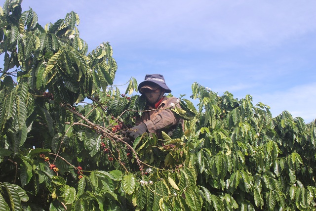 Gia Lai: Phu cà phê hái Tết đầu năm - 2 Gia Lai: Phu cà phê hái Tết đầu năm - 2