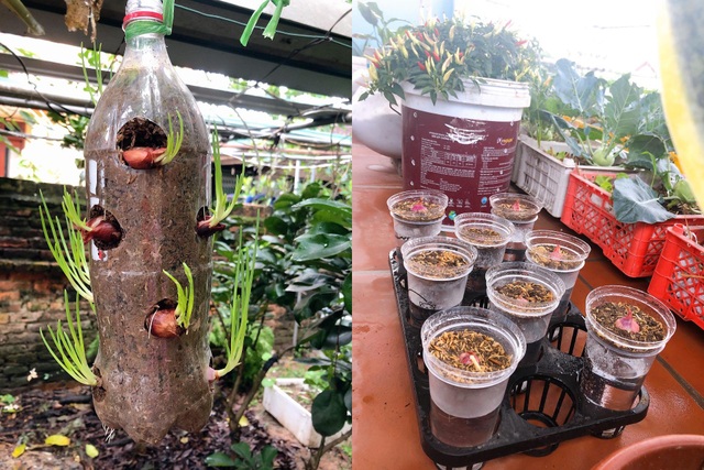 Mẹ đảm vác 2 tạ đất, gom ve chai lên sân thượng làm khu vườn ngập rau trái - 3 Mẹ đảm vác 2 tạ đất, gom ve chai lên sân thượng làm khu vườn ngập rau trái - 3