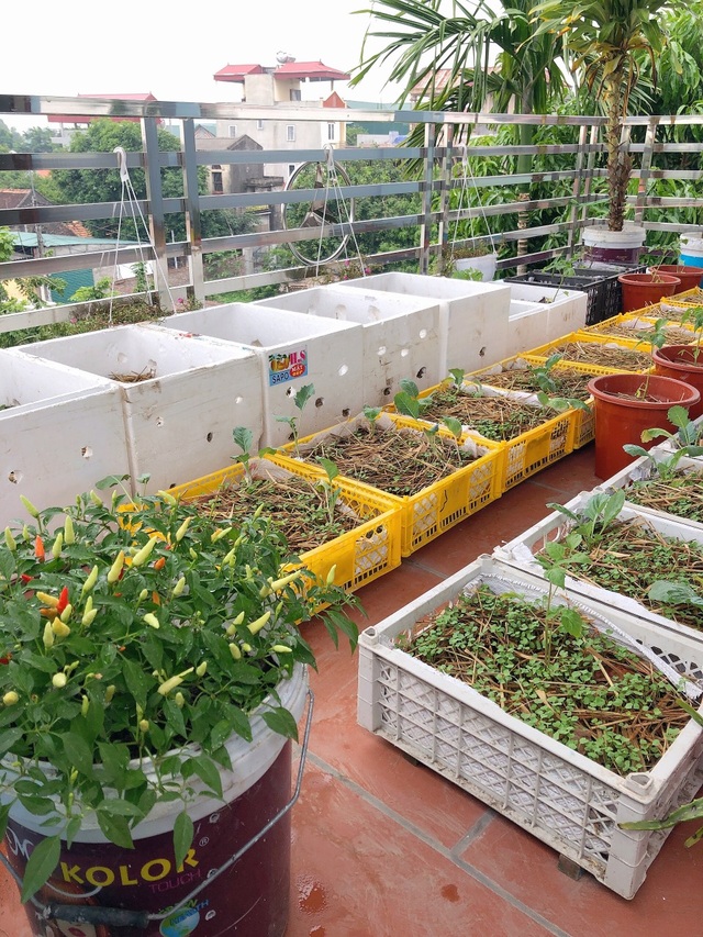 Mẹ đảm vác 2 tạ đất, gom ve chai lên sân thượng làm khu vườn ngập rau trái - 6 Mẹ đảm vác 2 tạ đất, gom ve chai lên sân thượng làm khu vườn ngập rau trái - 6