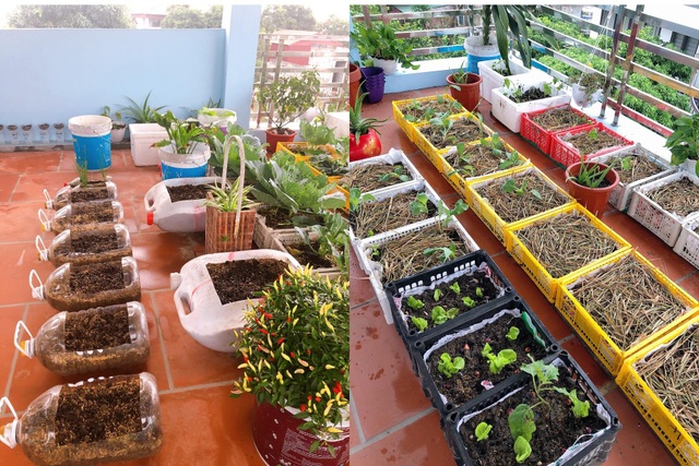 Mẹ đảm vác 2 tạ đất, gom ve chai lên sân thượng làm khu vườn ngập rau trái - 7 Mẹ đảm vác 2 tạ đất, gom ve chai lên sân thượng làm khu vườn ngập rau trái - 7
