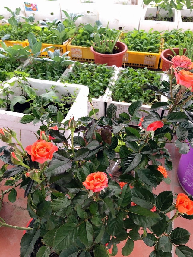Mẹ đảm vác 2 tạ đất, gom ve chai lên sân thượng làm khu vườn ngập rau trái - 9 Mẹ đảm vác 2 tạ đất, gom ve chai lên sân thượng làm khu vườn ngập rau trái - 9