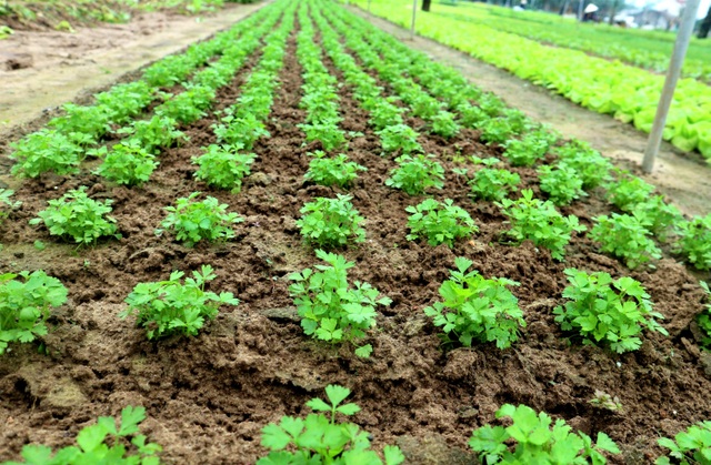 Bà con làng rau sạch Trà Quế hối hả vào vụ Tết Tân Sửu - 2 Bà con làng rau sạch Trà Quế hối hả vào vụ Tết Tân Sửu - 2
