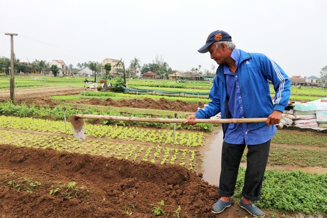 Bà con làng rau sạch Trà Quế hối hả vào vụ Tết Tân Sửu - 3 Bà con làng rau sạch Trà Quế hối hả vào vụ Tết Tân Sửu - 3