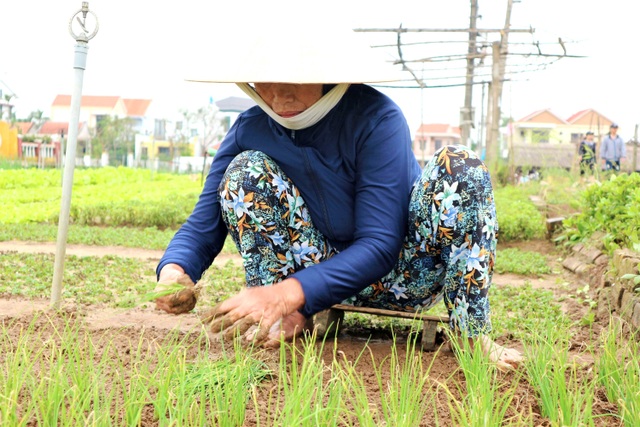 Bà con làng rau sạch Trà Quế hối hả vào vụ Tết Tân Sửu - 4 Bà con làng rau sạch Trà Quế hối hả vào vụ Tết Tân Sửu - 4