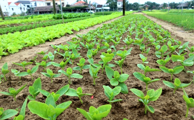 Bà con làng rau sạch Trà Quế hối hả vào vụ Tết Tân Sửu - 5 Bà con làng rau sạch Trà Quế hối hả vào vụ Tết Tân Sửu - 5