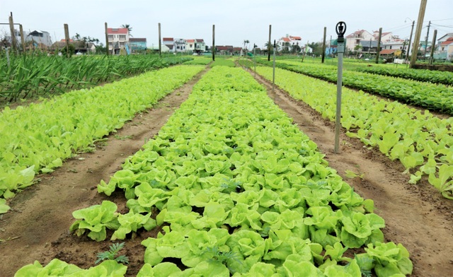 Bà con làng rau sạch Trà Quế hối hả vào vụ Tết Tân Sửu - 6 Bà con làng rau sạch Trà Quế hối hả vào vụ Tết Tân Sửu - 6