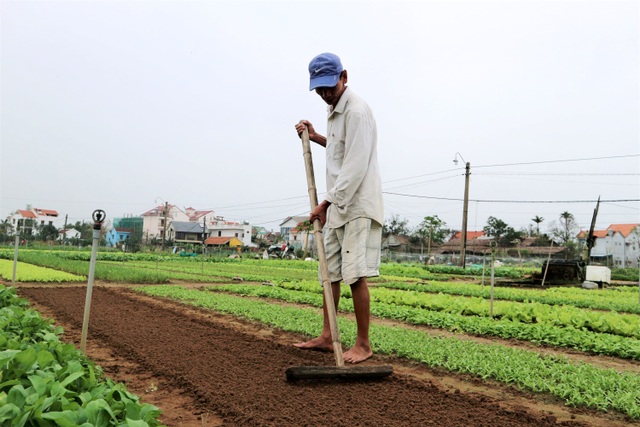 Bà con làng rau sạch Trà Quế hối hả vào vụ Tết Tân Sửu - 7 Bà con làng rau sạch Trà Quế hối hả vào vụ Tết Tân Sửu - 7