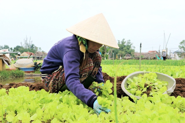 Bà con làng rau sạch Trà Quế hối hả vào vụ Tết Tân Sửu - 8 Bà con làng rau sạch Trà Quế hối hả vào vụ Tết Tân Sửu - 8