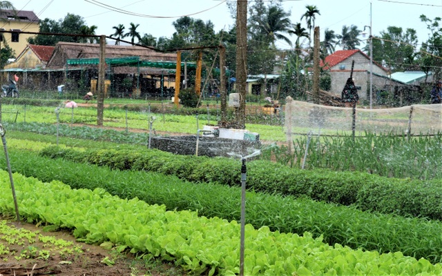 Bà con làng rau sạch Trà Quế hối hả vào vụ Tết Tân Sửu - 9 Bà con làng rau sạch Trà Quế hối hả vào vụ Tết Tân Sửu - 9