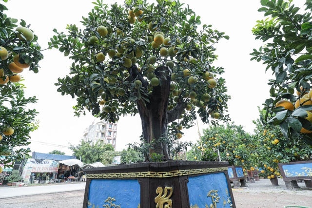 Chiêm ngưỡng bưởi siêu độc dáng làng giá 200 triệu ở Hưng Yên - 3 Chiêm ngưỡng bưởi siêu độc dáng làng giá 200 triệu ở Hưng Yên - 3
