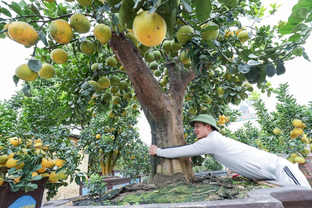 Chiêm ngưỡng bưởi siêu độc dáng làng giá 200 triệu ở Hưng Yên - 2 Chiêm ngưỡng bưởi siêu độc dáng làng giá 200 triệu ở Hưng Yên - 2