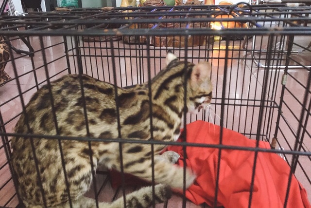 Người dân mua cá thể mèo rừng bàn giao cho cơ quan chức năng - 1 Người dân mua cá thể mèo rừng bàn giao cho cơ quan chức năng - 1