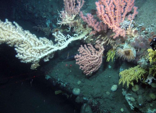 Phát hiện 12 loài mới ở dưới lòng biển Đại Tây Dương - 1