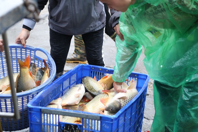 Mưu sinh trong giá rét giữa chợ cá lớn nhất Thủ đô - 7 Mưu sinh trong giá rét giữa chợ cá lớn nhất Thủ đô - 7