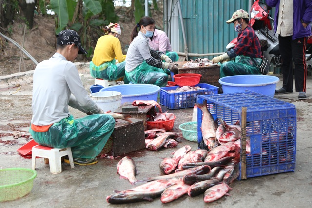 Mưu sinh trong giá rét giữa chợ cá lớn nhất Thủ đô - 11 Mưu sinh trong giá rét giữa chợ cá lớn nhất Thủ đô - 11