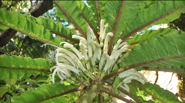 Phát hiện loài hoa siêu hiếm còn tồn tại ở Hawaii - 1 Phát hiện loài hoa siêu hiếm còn tồn tại ở Hawaii - 1
